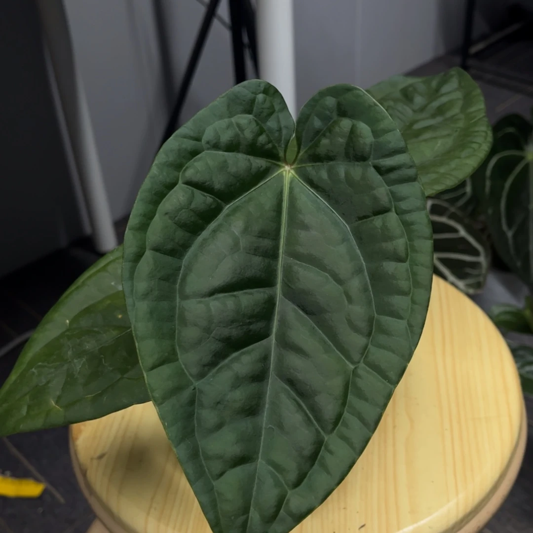 无花朵桃红杂奢华9757