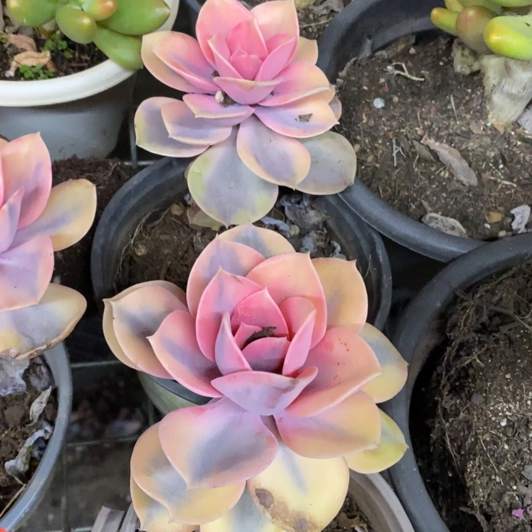 彩虹单头老桩两盆