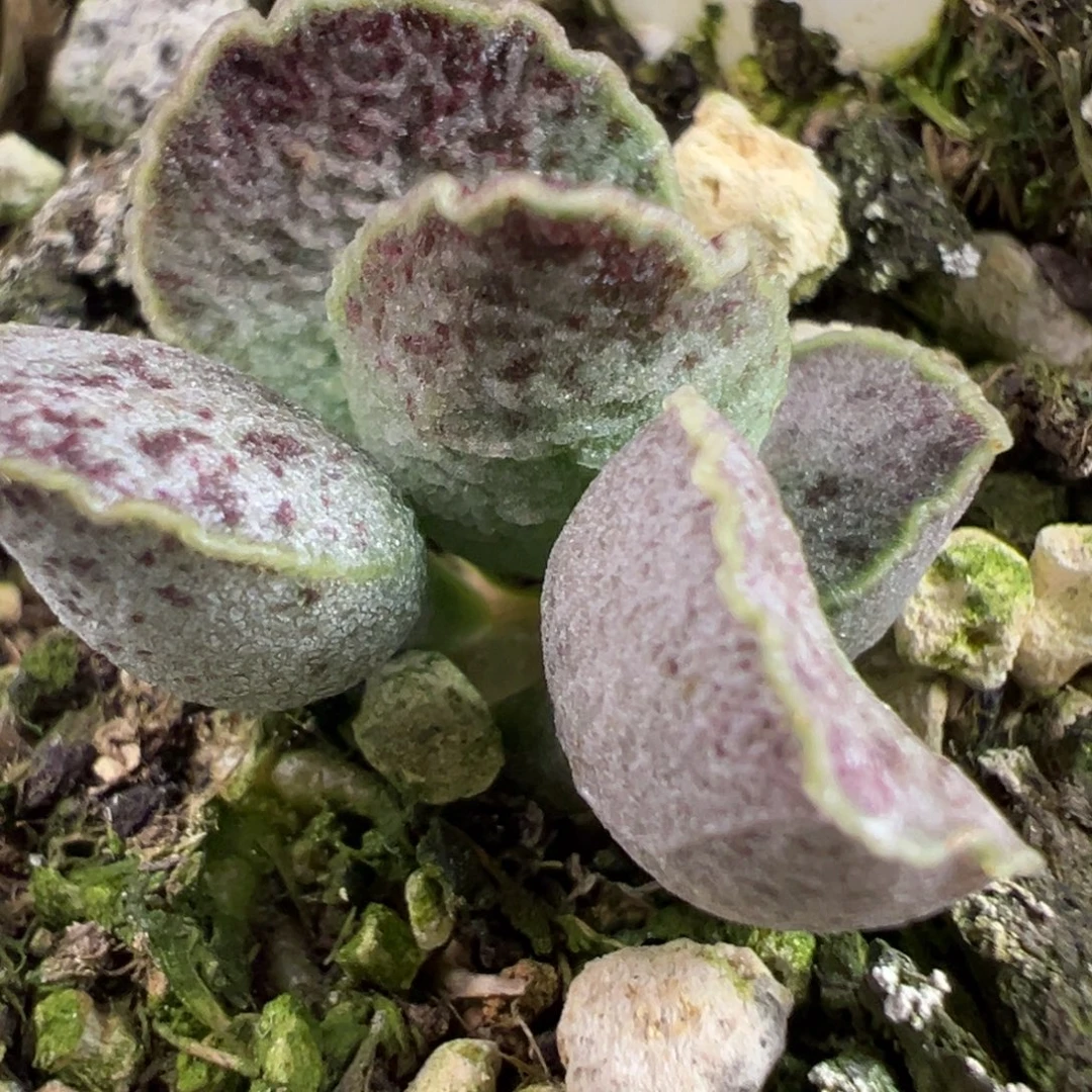 福利款实生新品多肉植物水泡