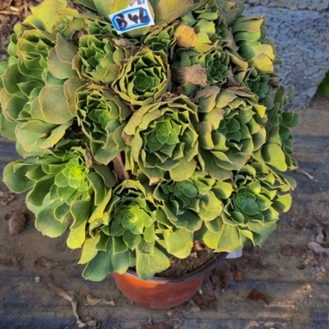 绿玫瑰多肉植物46多肉