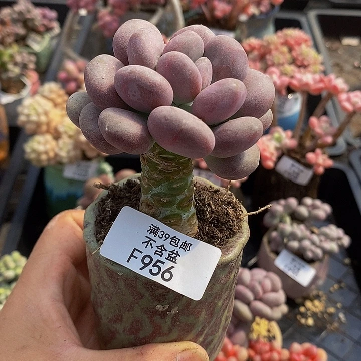 月美人单头956多肉植物