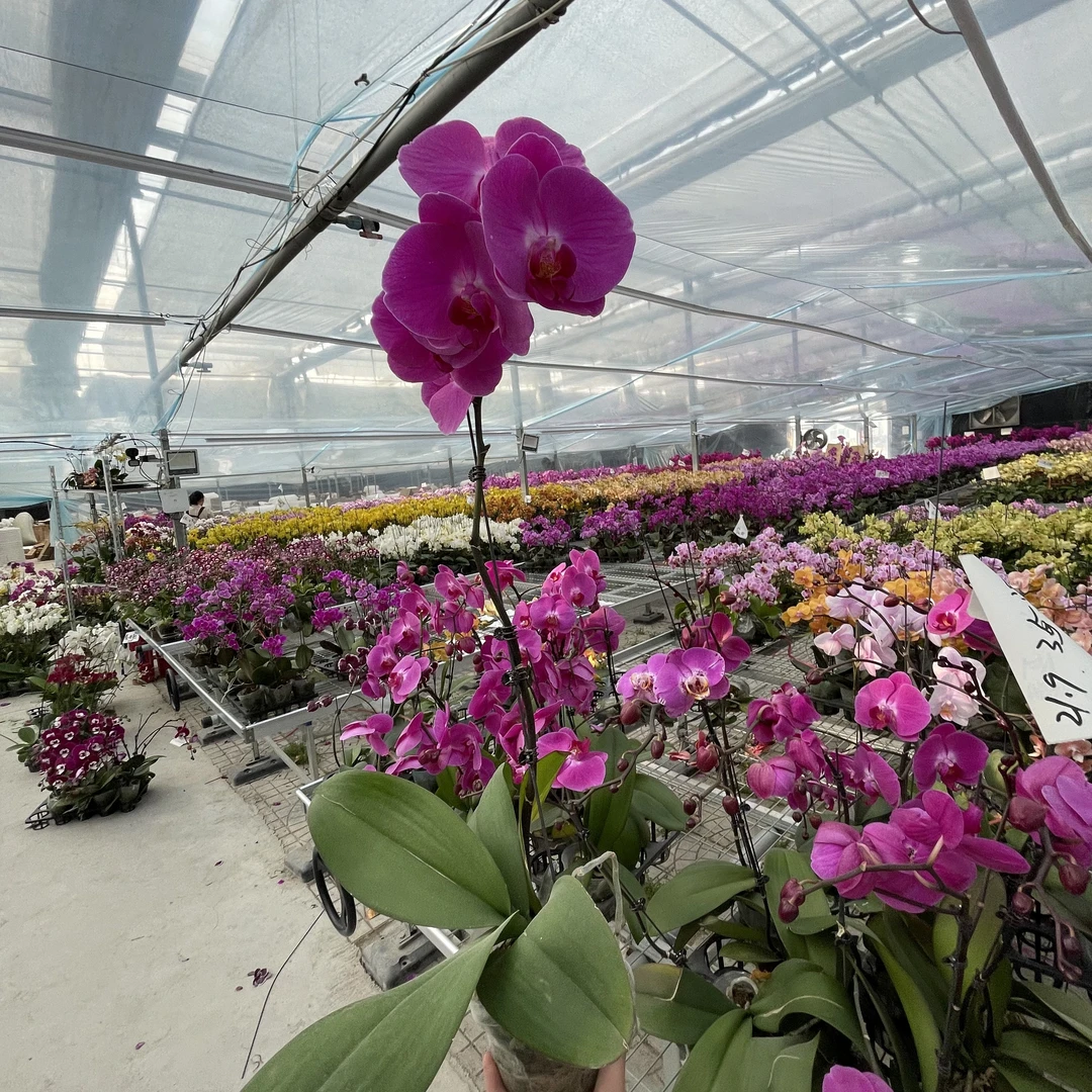 【花之漫】（牛魔王）3.0寸杯单剑蝴蝶兰花卉室内阳台桌面盆栽