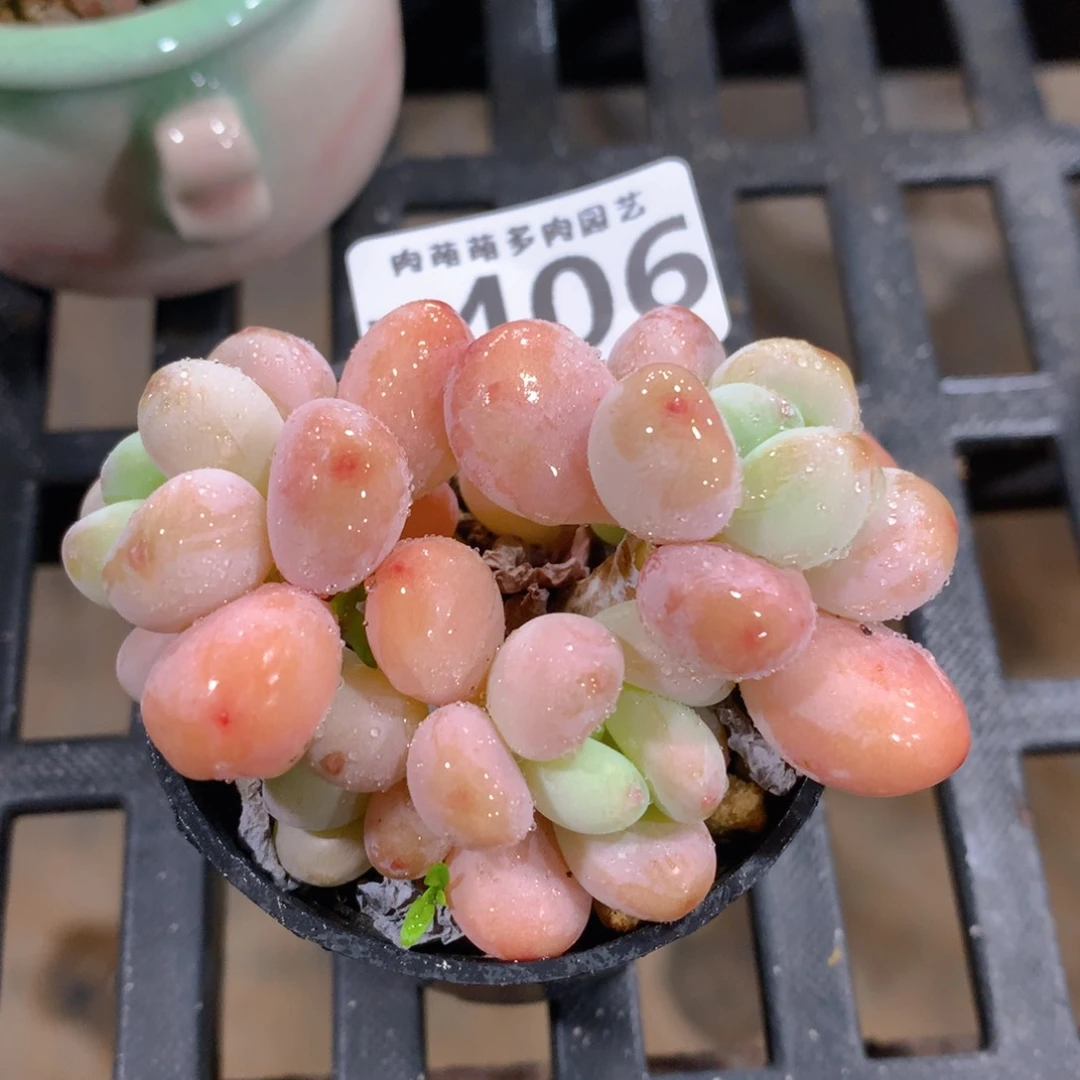 肉萌萌拇指盆精控多肉ZK406