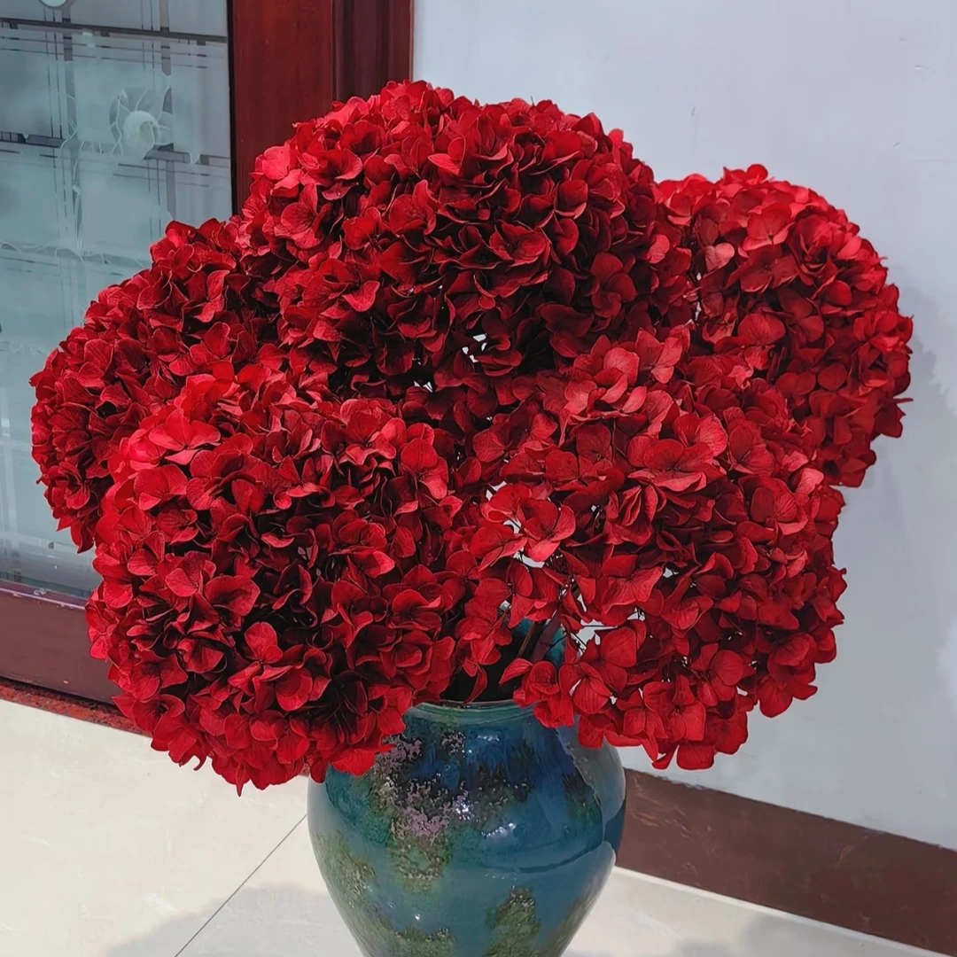 【5A级绣球 永生绣球红色 橙色】绣球必备鲜切花花束/可做干花