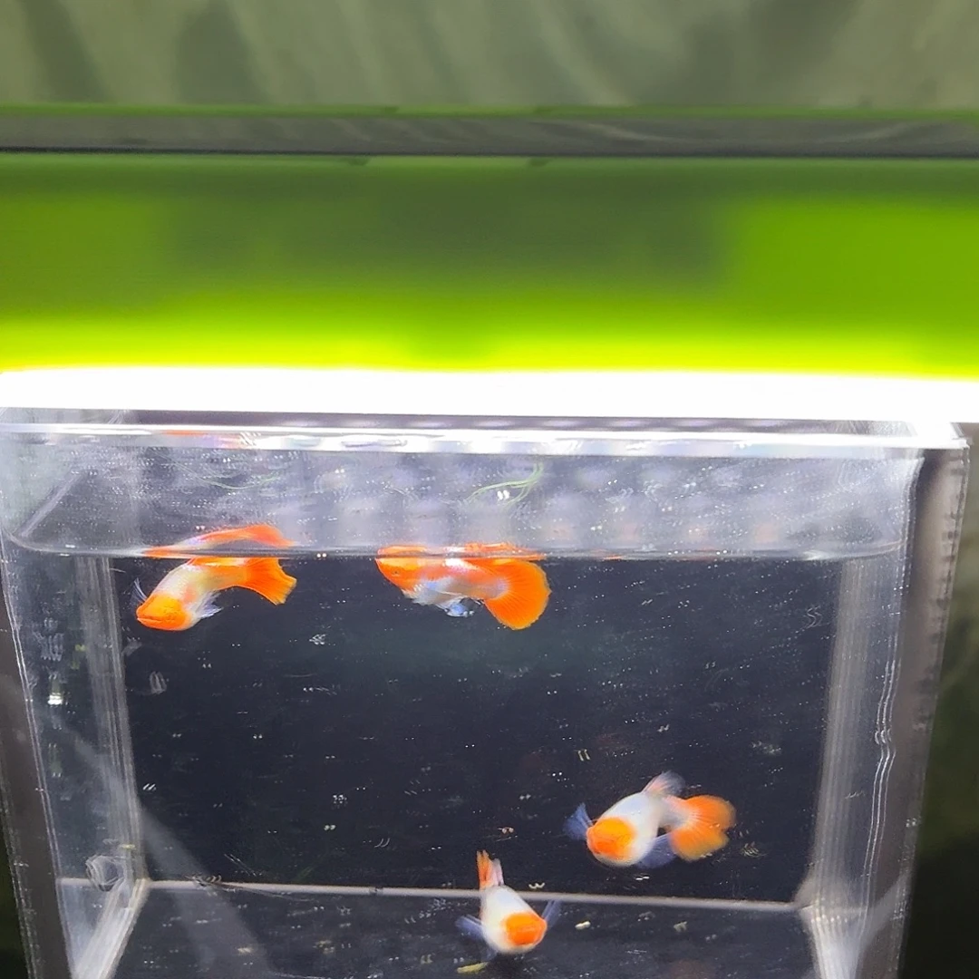 孔雀鱼深海蓝贵族短体两对