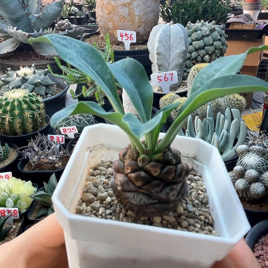 宽叶铁甲丸仙人球多肉