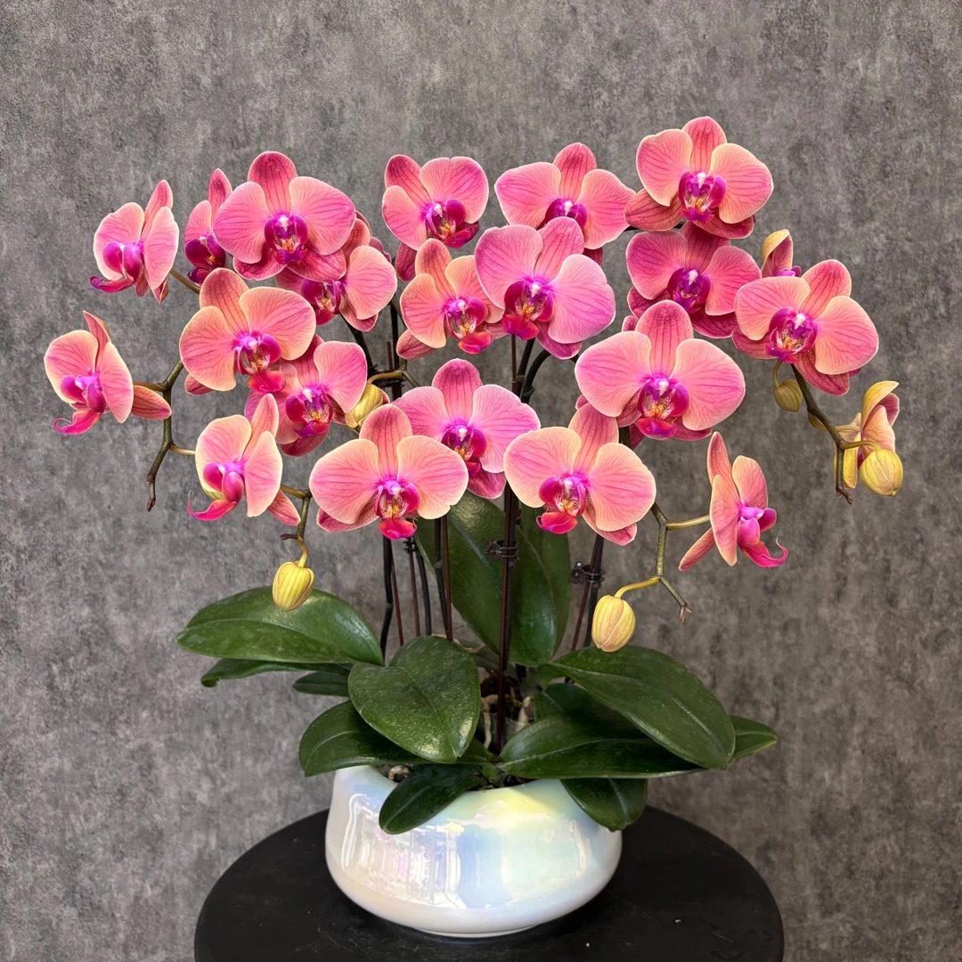 【纳博纳-蝴蝶兰】 高端鲜花  好养花期长 送礼装饰 室内观赏花