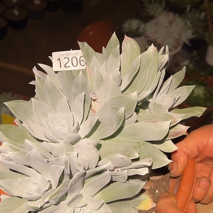 雨*3代杂交女杯多肉。