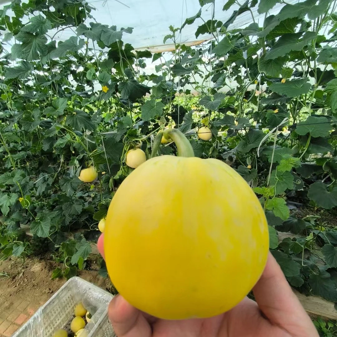 沂蒙山小蜜罐甜瓜