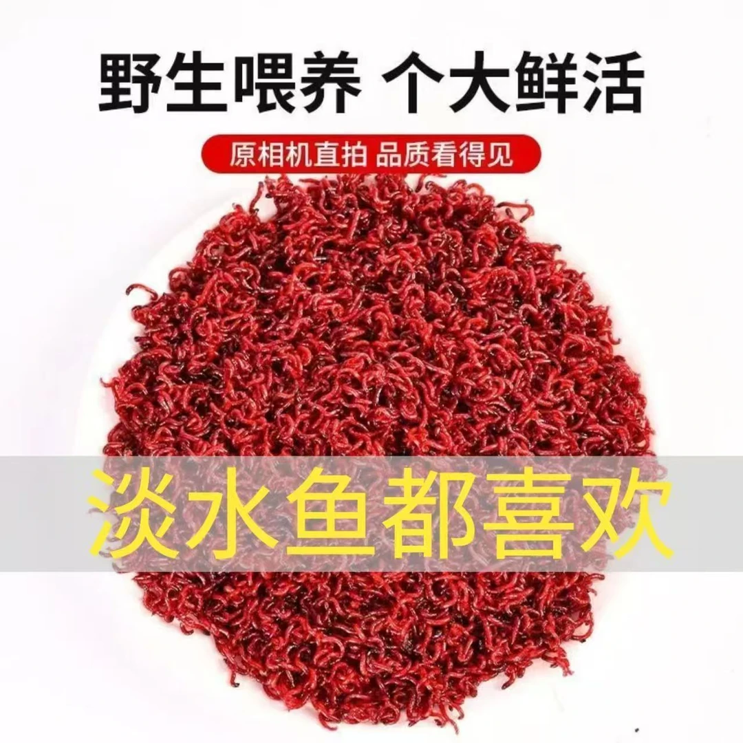【今日特价】鲜活红虫活饵特大号挂钩公虫批发鱼饵料喂鱼活饵红虫