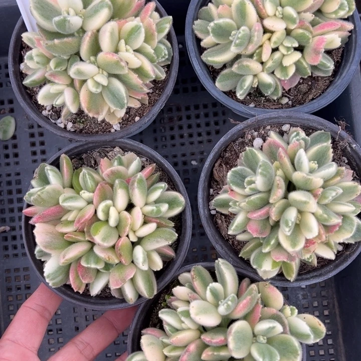 彩虹熊有砍一颗量拍多肉满20包邮初7发