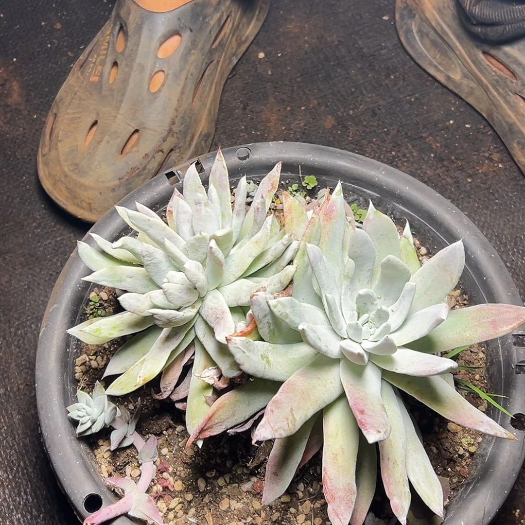 帕翠沙仙女杯多肉。