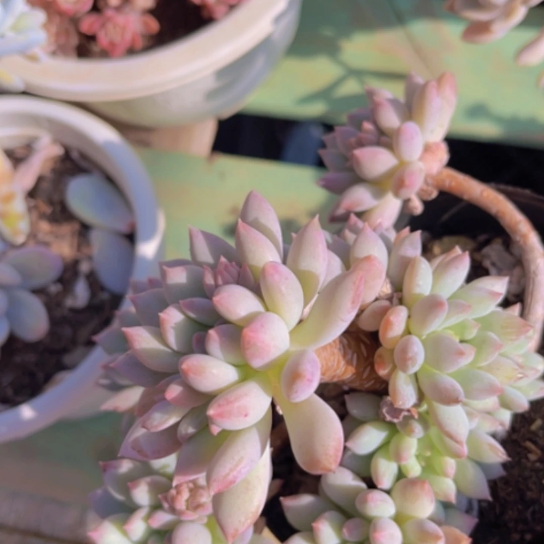 【闪购商品】明珠美人19197