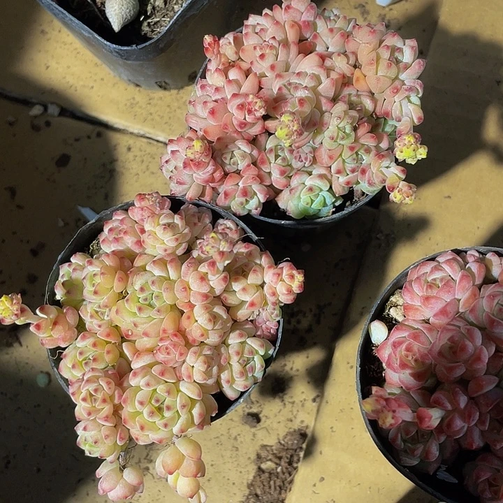 焦糖精灵5.8带盆