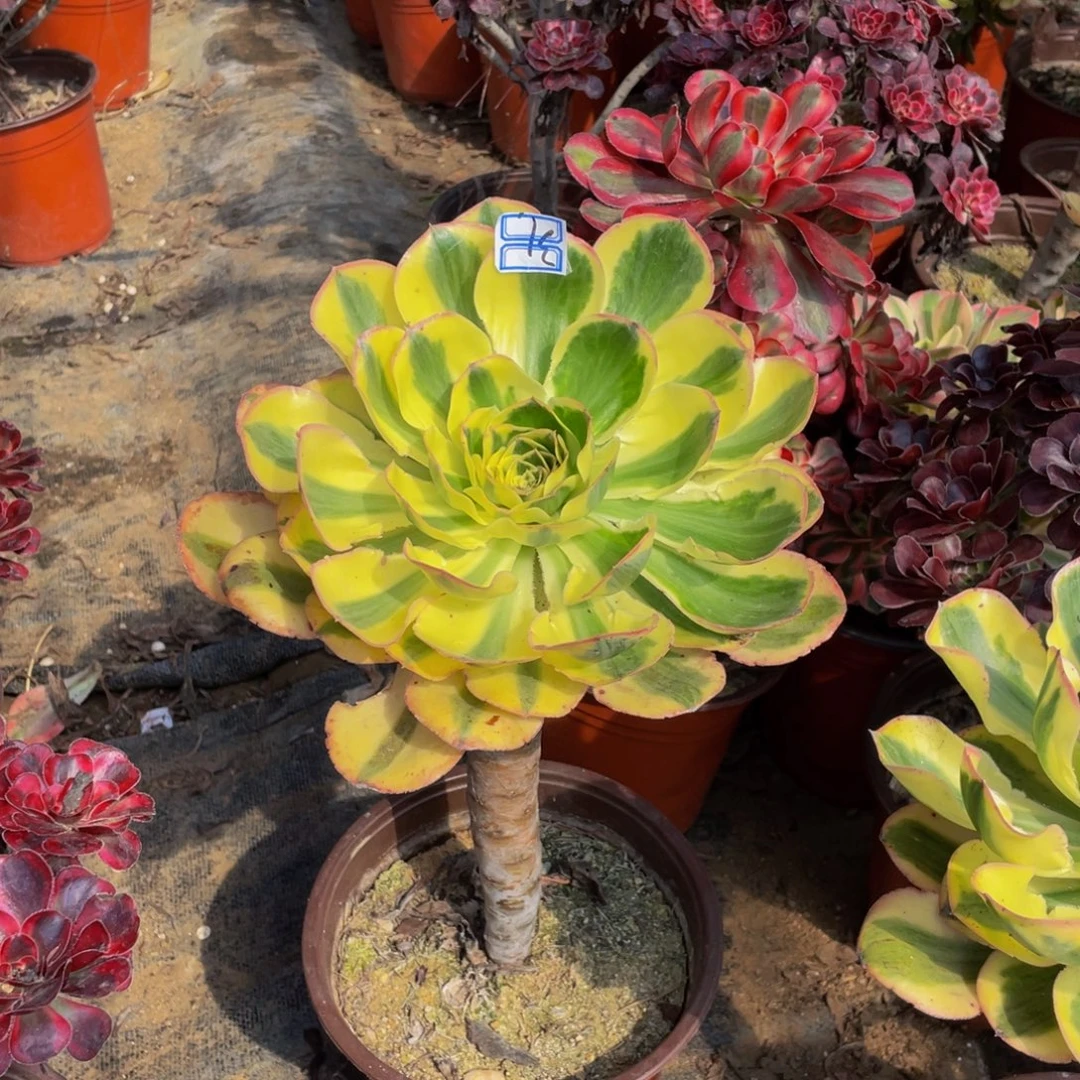 31鲜花燕姿鲜花老桩