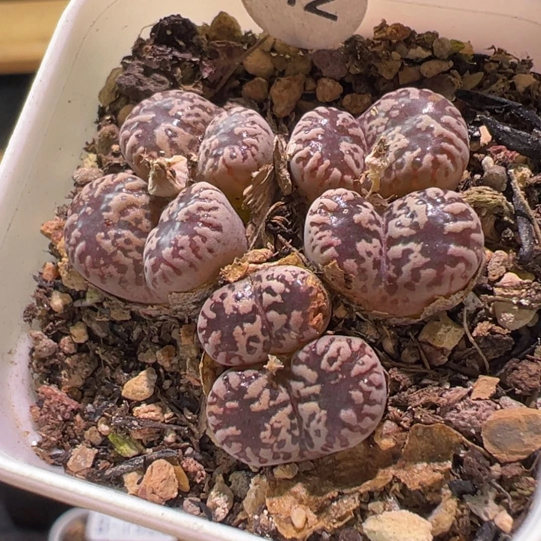 多肉植物111111111111