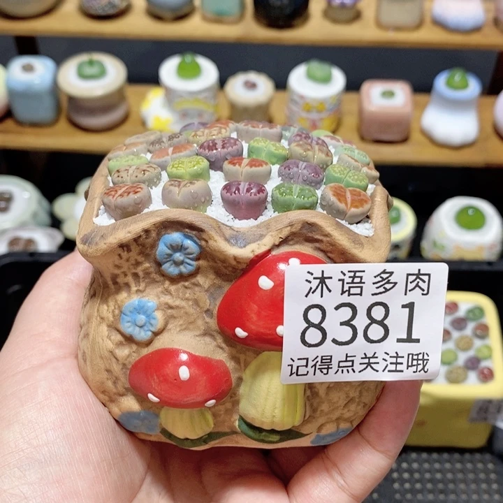 带盆土植物 精美盆栽8381