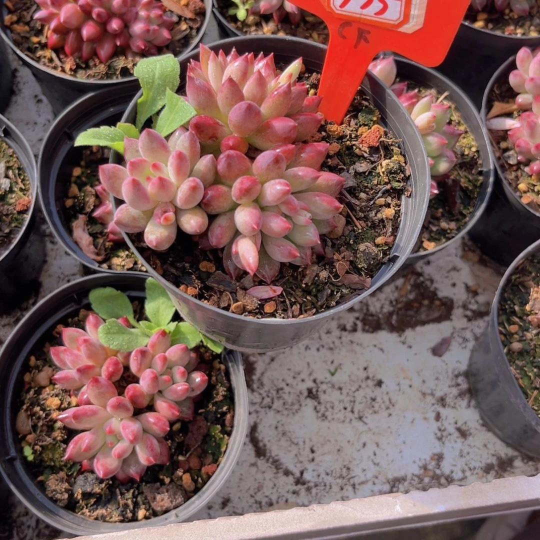 小****量车厘子535多肉植物