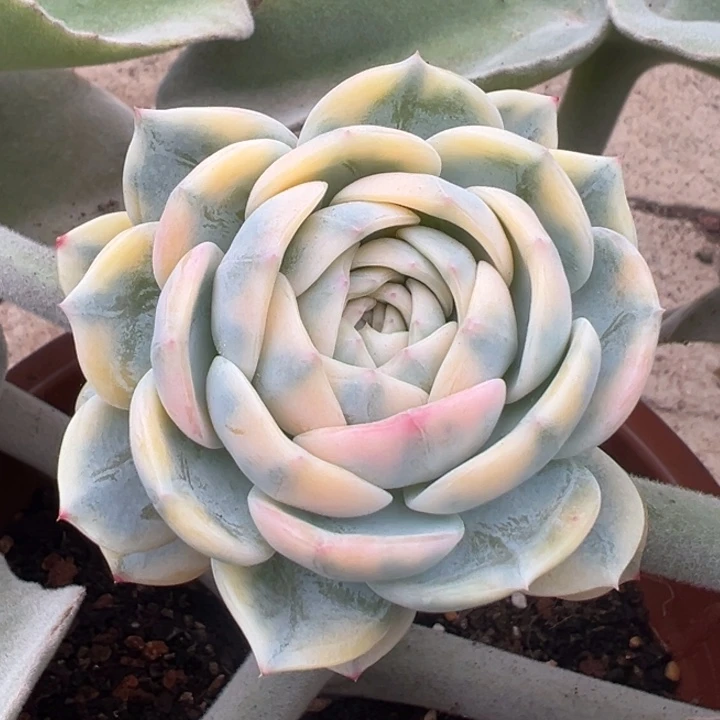 劳林锦侧芽锦龙一物一拍