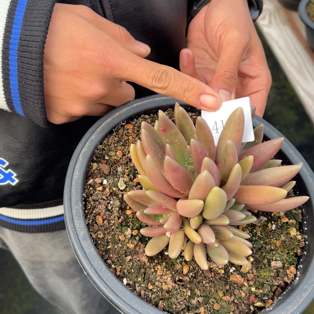 萱*萌4114肉多哦哟多么多么肉