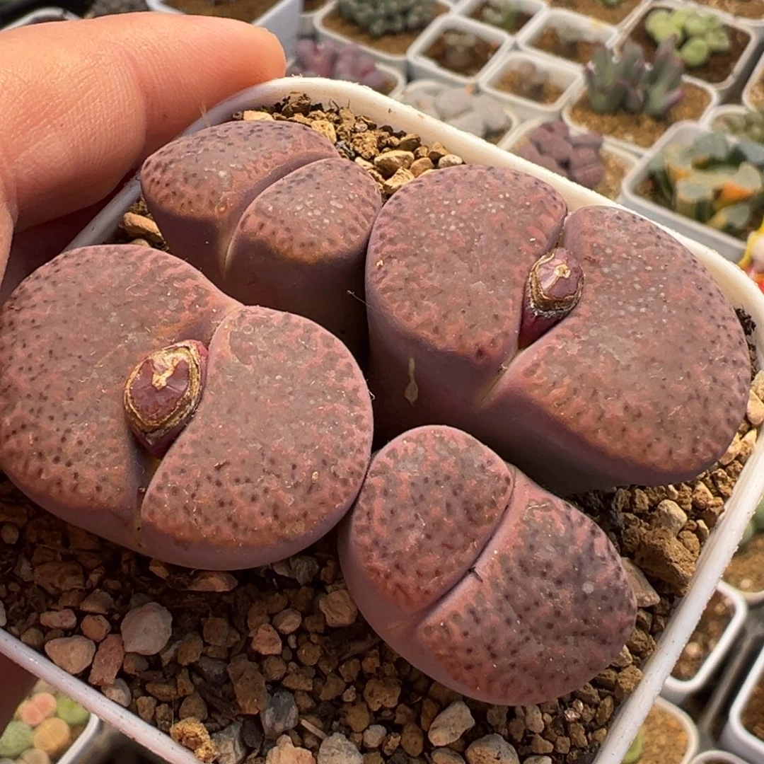 071多肉植物种类多样