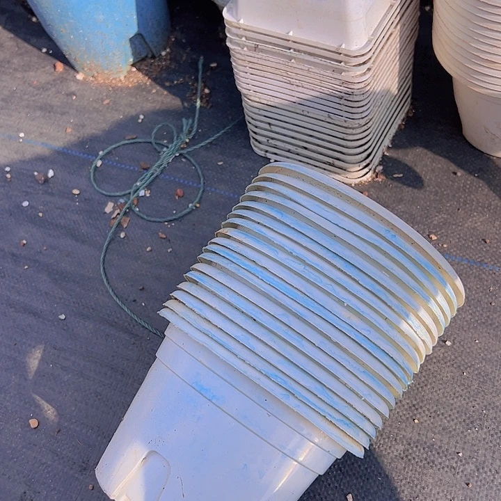 白色圆盆口径15高10.5发25个