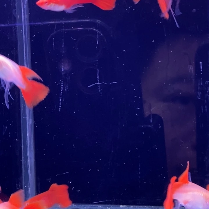 孔雀鱼血红c10条包邮