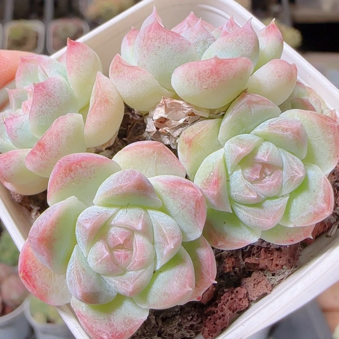 花语逸镜1029-467溏心珍妮