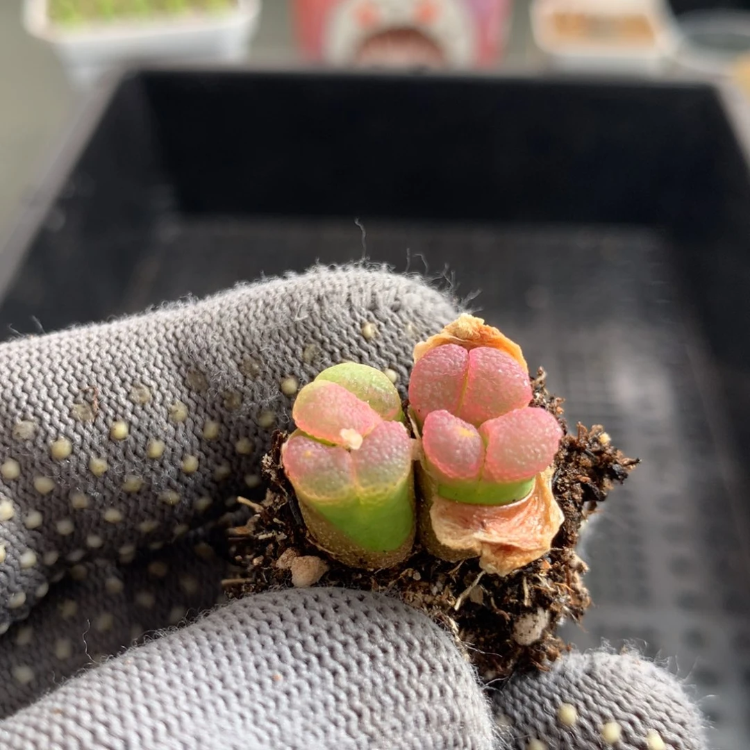 877粉樱风铃母本有伤