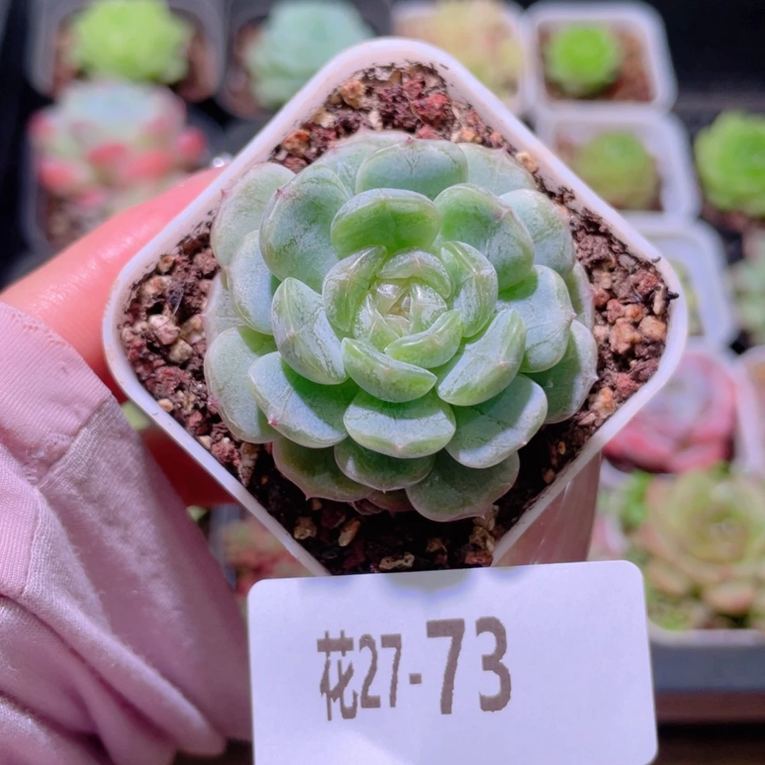 花利美27-73白色恋人