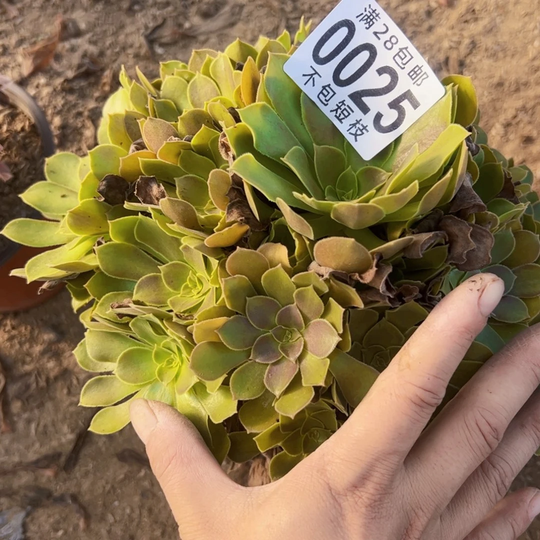 流星雨多肉植物0025