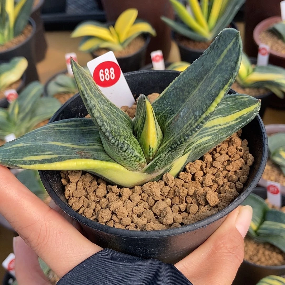 688卧牛实生锦带盆发货