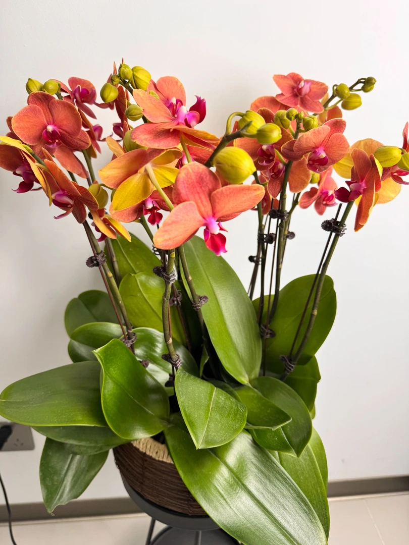 蝴蝶兰（金桔）热销品昆明基地直发