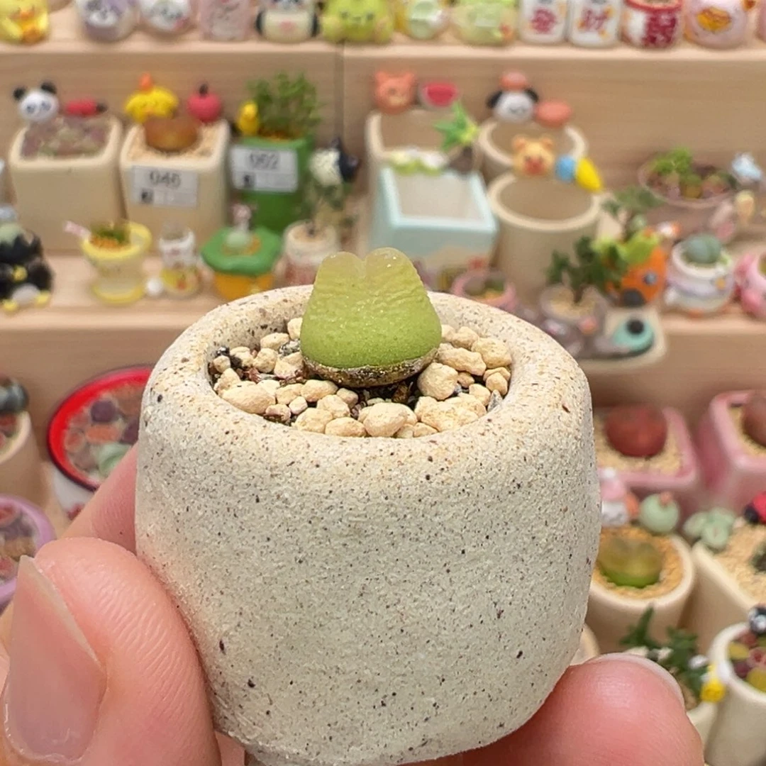 多肉植物79号拉登