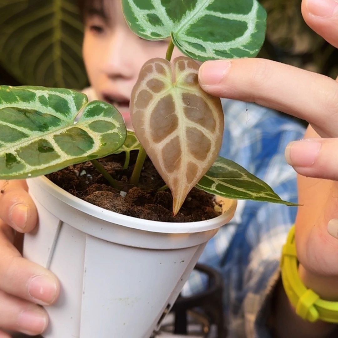 完全开放U115圆脸小钻石杂黑铜