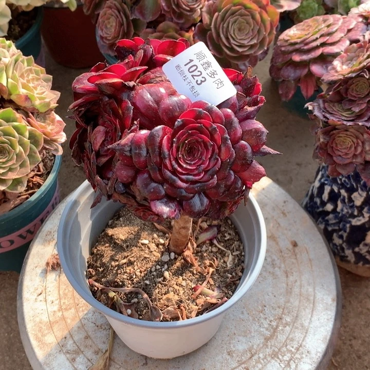 1023美肌多肉植物特价不售后