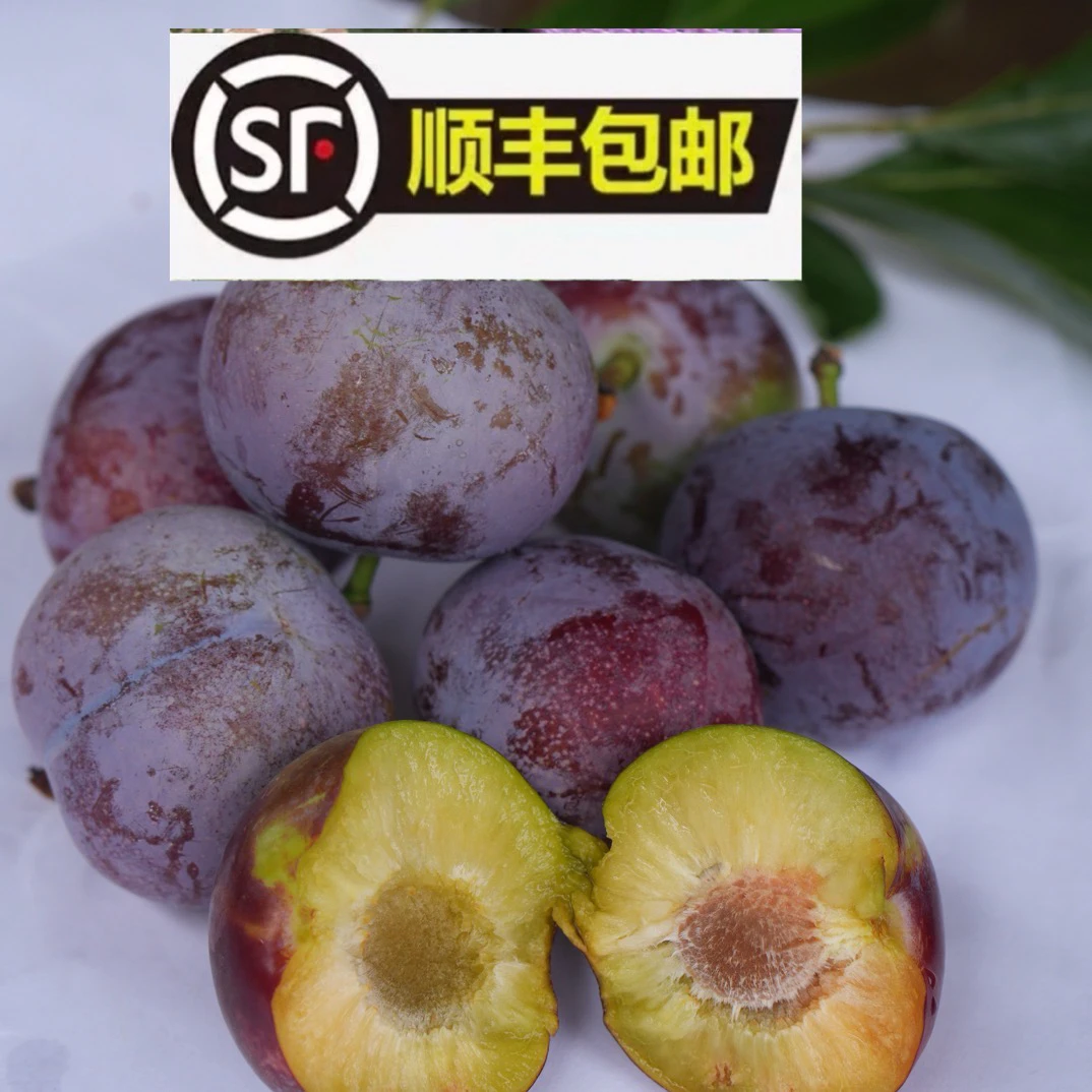 四川正宗脱骨脆红李茵红李新鲜现摘脆甜多汁当季水果