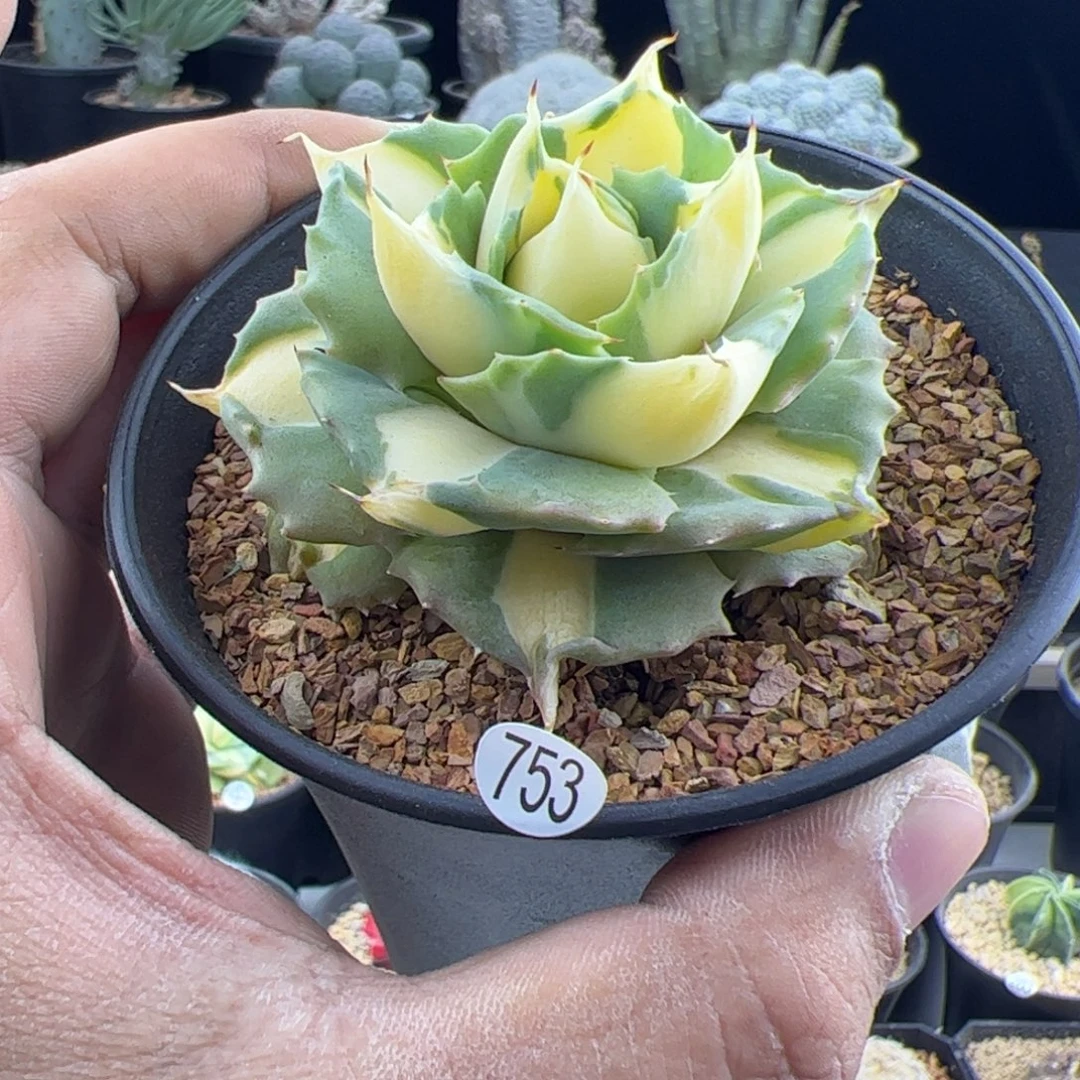 厚叶黄中斑龙舌兰753