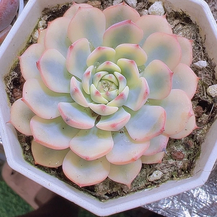 姬莲锦19包邮多肉植物