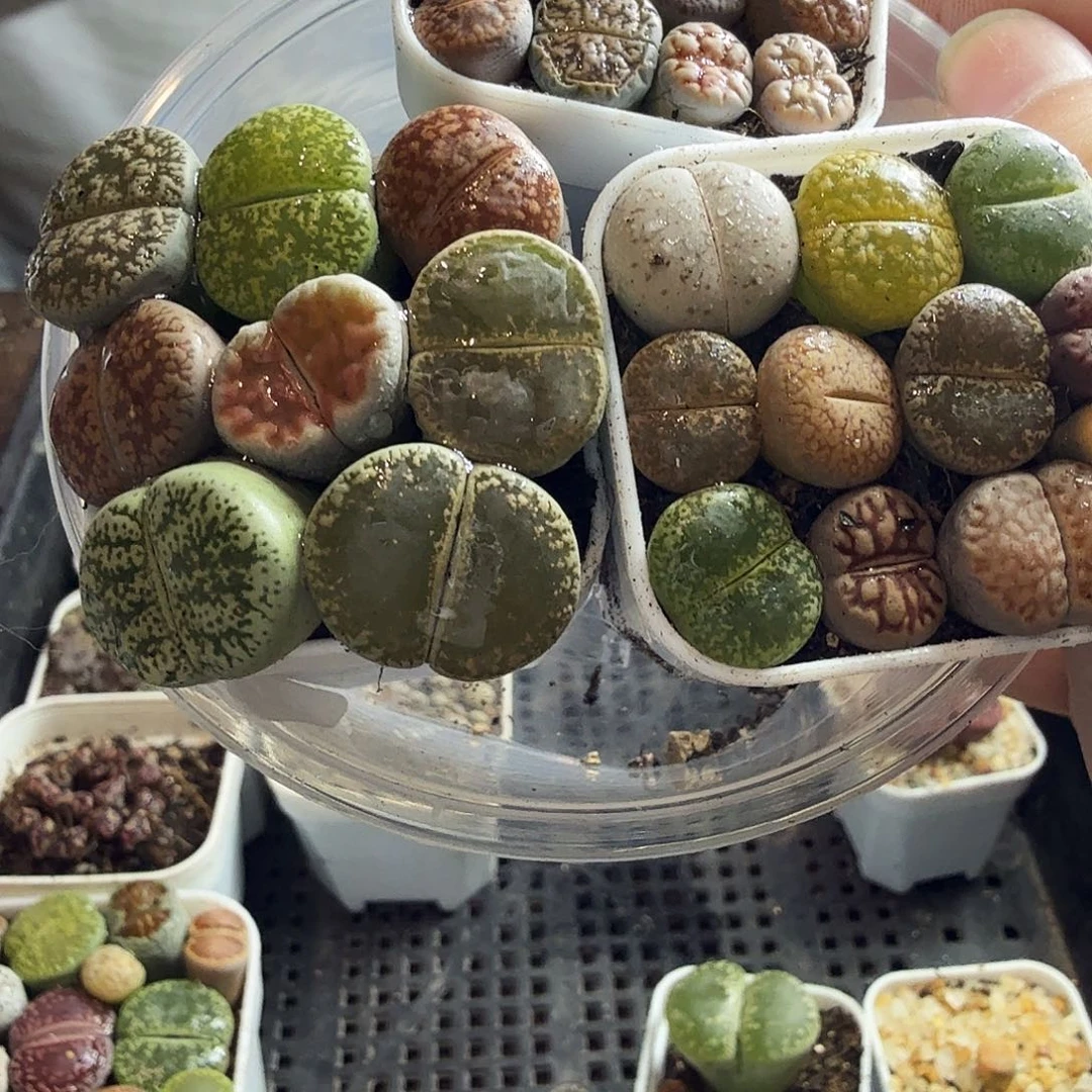 金***汁多肉植物的生长发育92