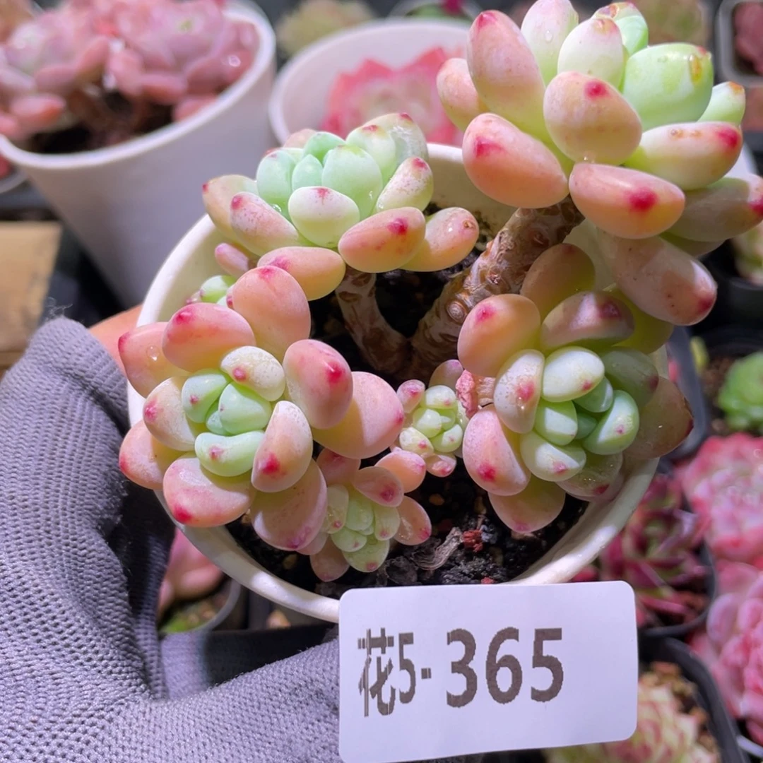 花利美5-365罗琦群