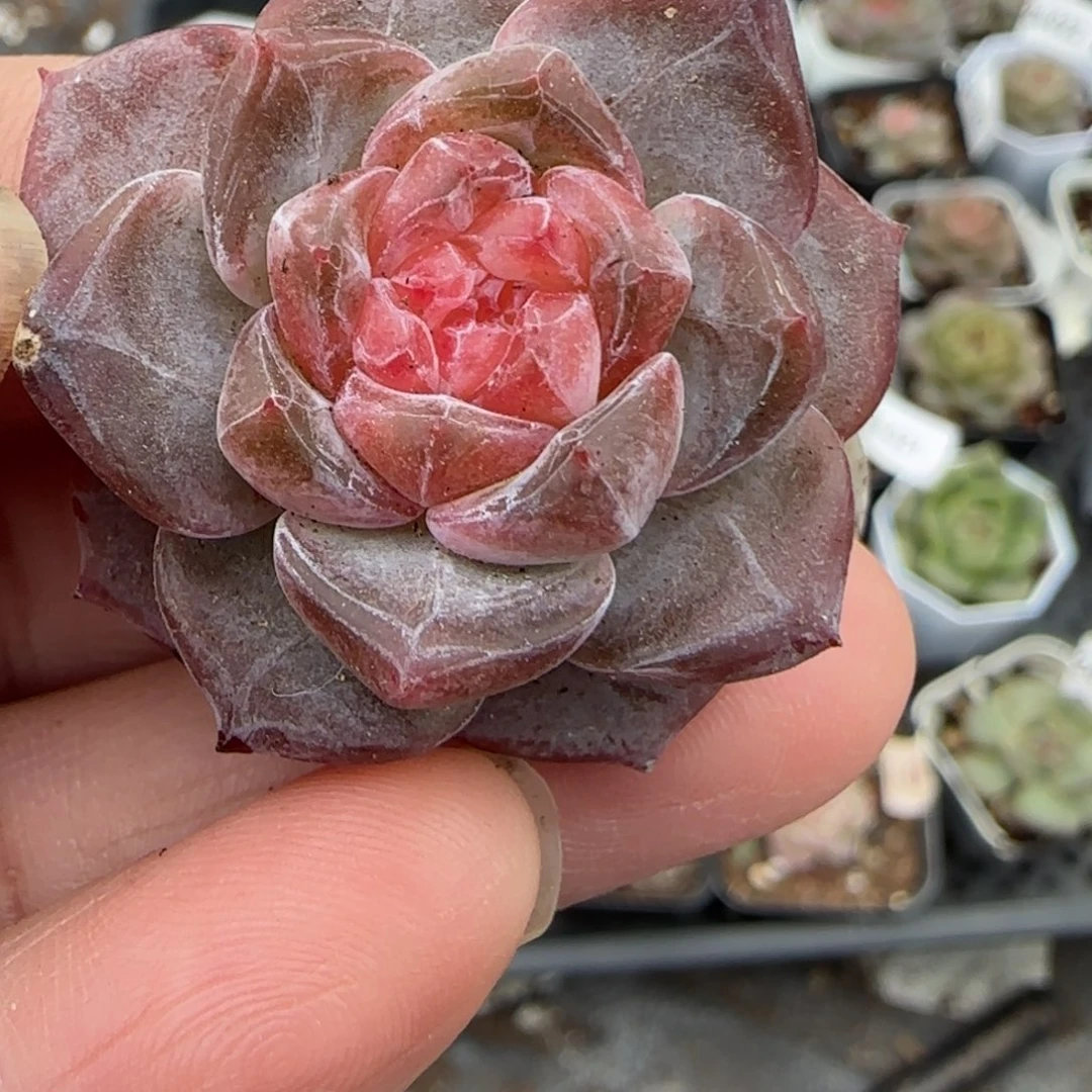 小卡拉米糖心一物一拍