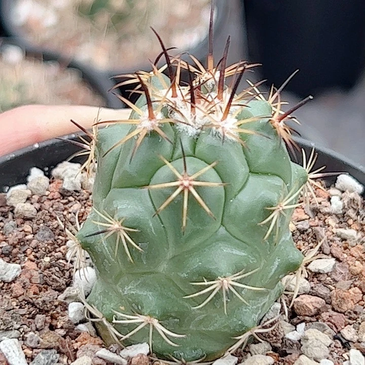 枪奇士实生仙人球