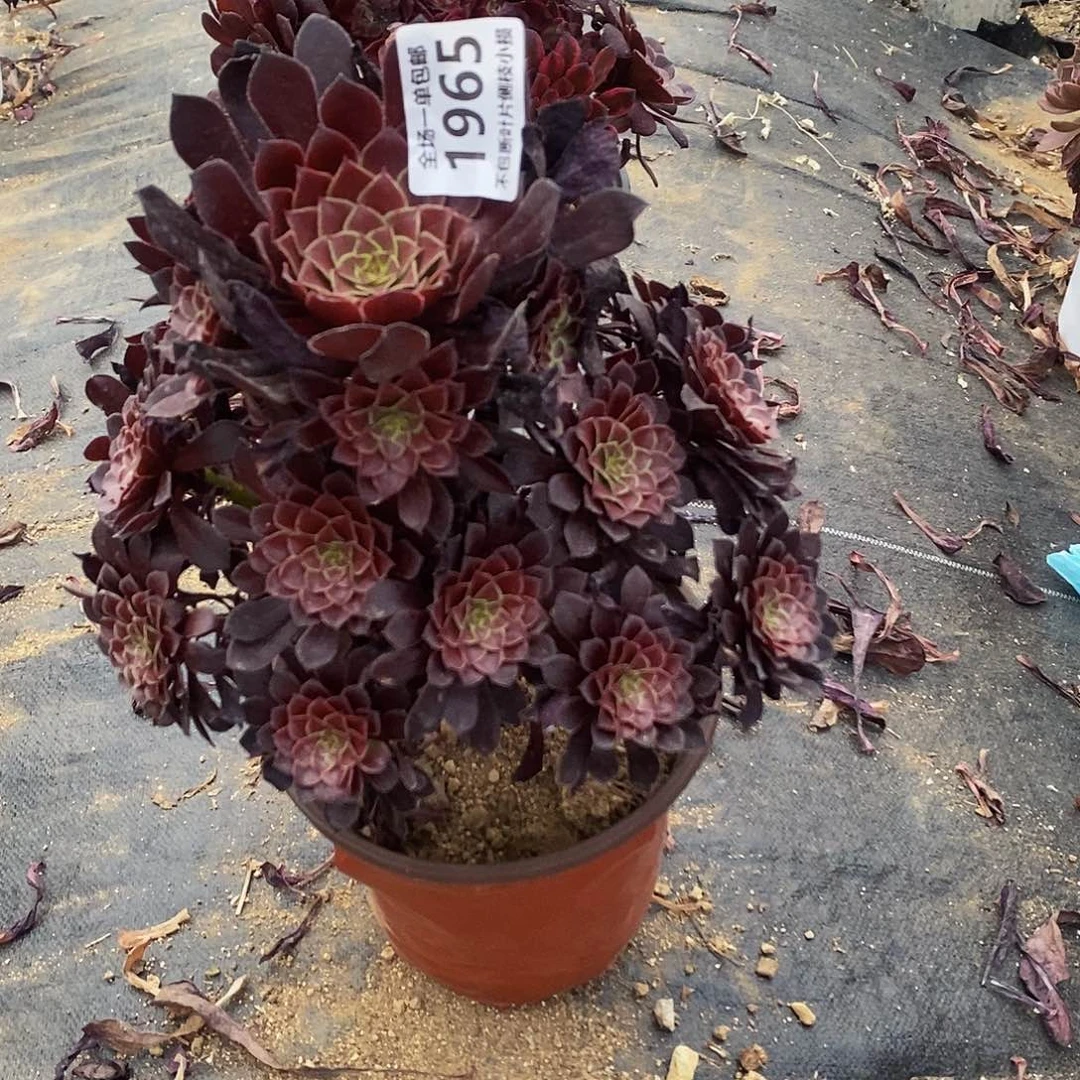 1965黑铜壶多肉法师