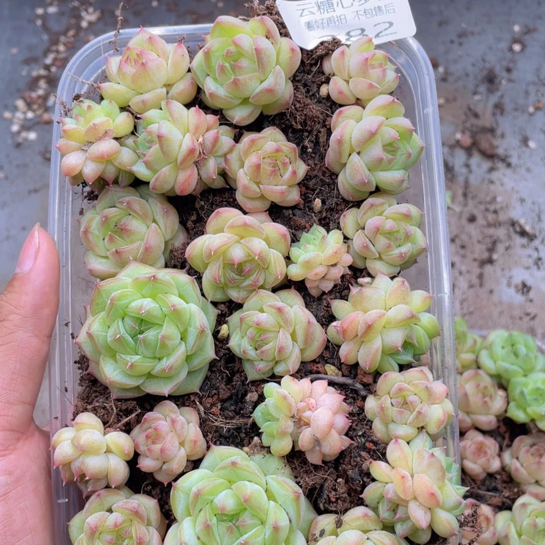 云糖心多肉植物382