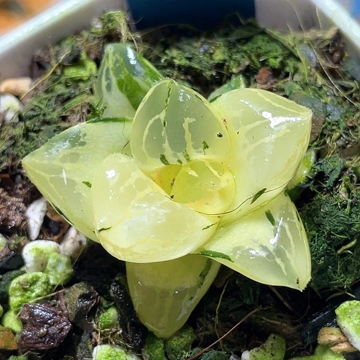 809莫迪卡锦特选福利