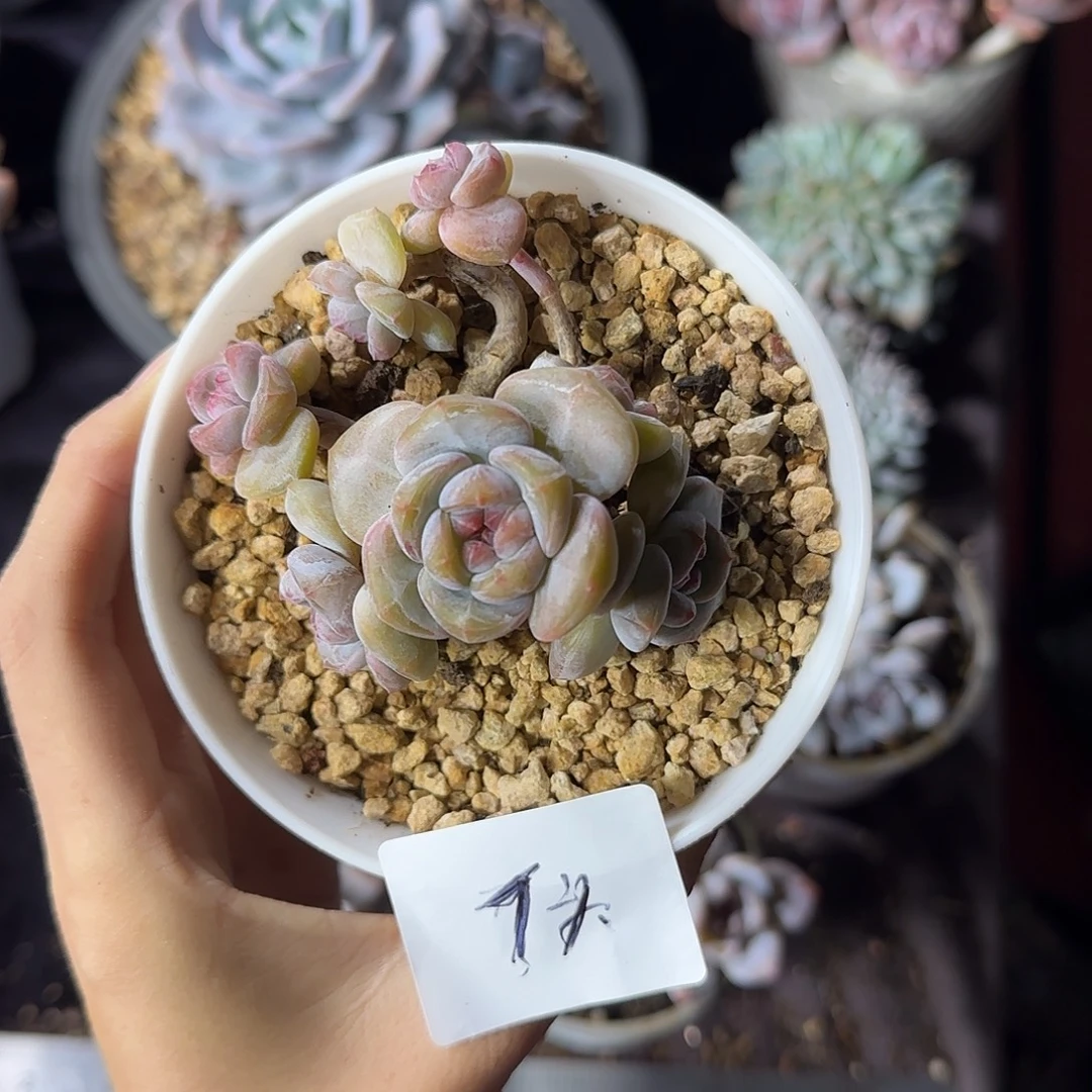 星影7头一物一拍石榴籽