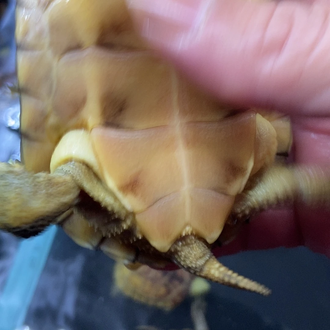 雄***舍绿毛龟母D you have