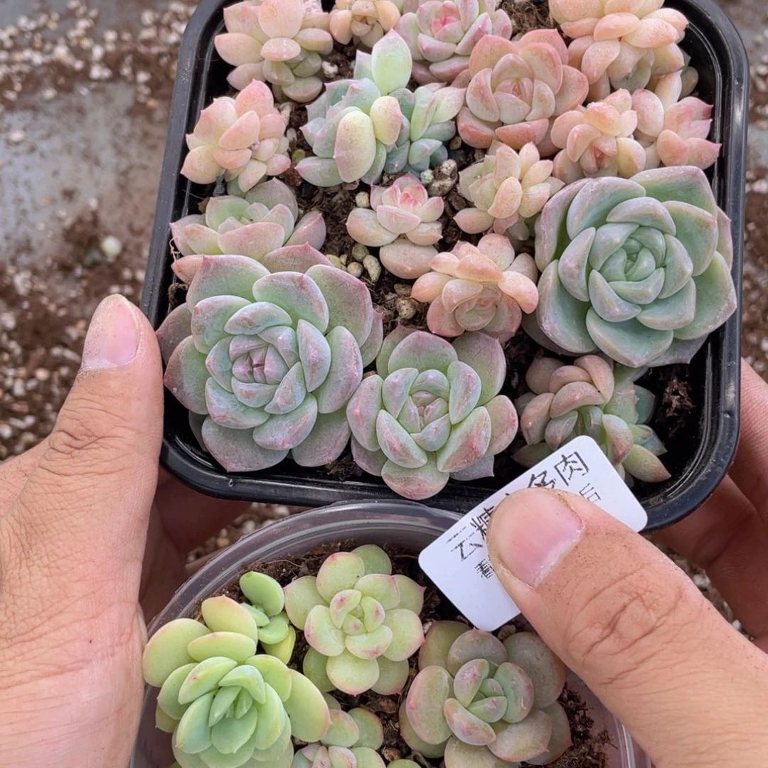 云糖心多肉植物317