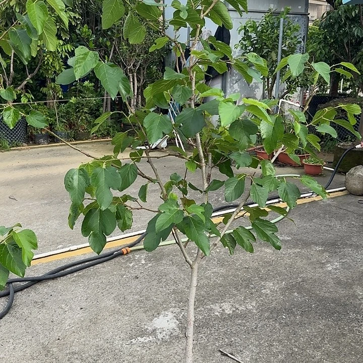 ****福无花朵果树111111111111